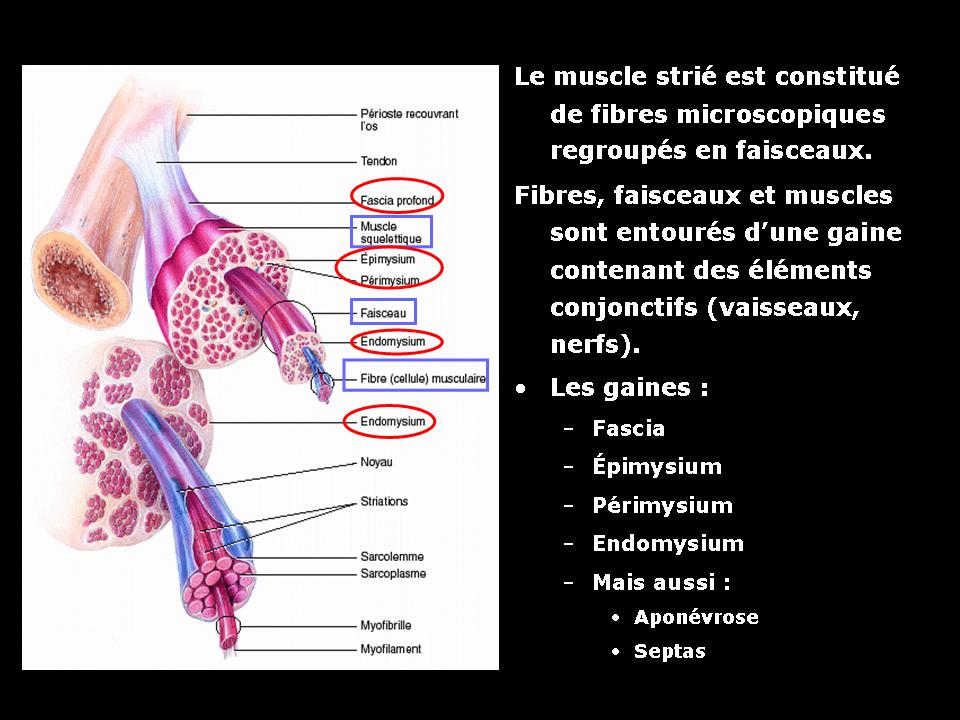 Les lésions musculaires traumatiques : généralités. – Imagerie de ...