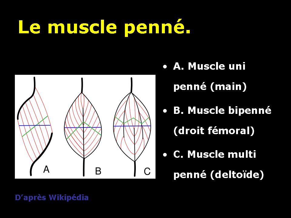 Les lésions musculaires traumatiques : généralités. – Imagerie de ...